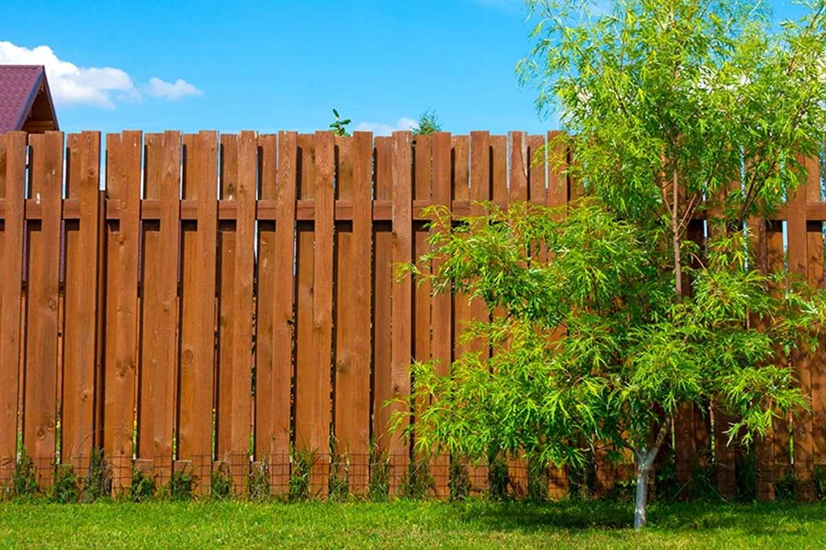 Regeln und Tipps zum Rückschnitt von Nachbarbäumen
