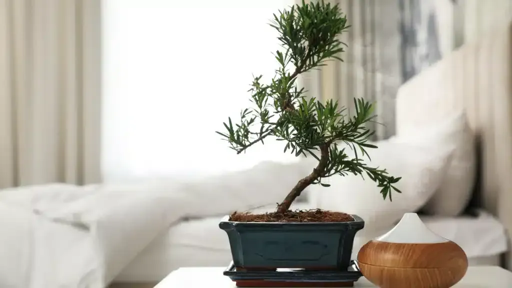 Können Zimmerpflanzen wirklich unser Glück beeinflussen? Die Bonsai-Debatte