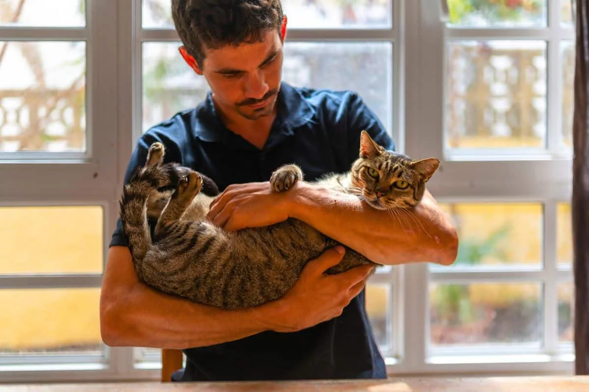 Katzen und ihr erstaunliches Gedächtnis