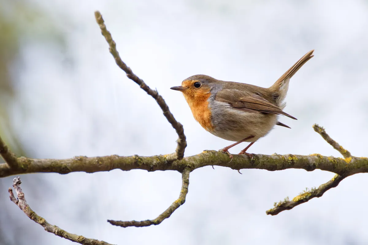 So locken Sie im Winter die schönsten Vögel in Ihren Garten