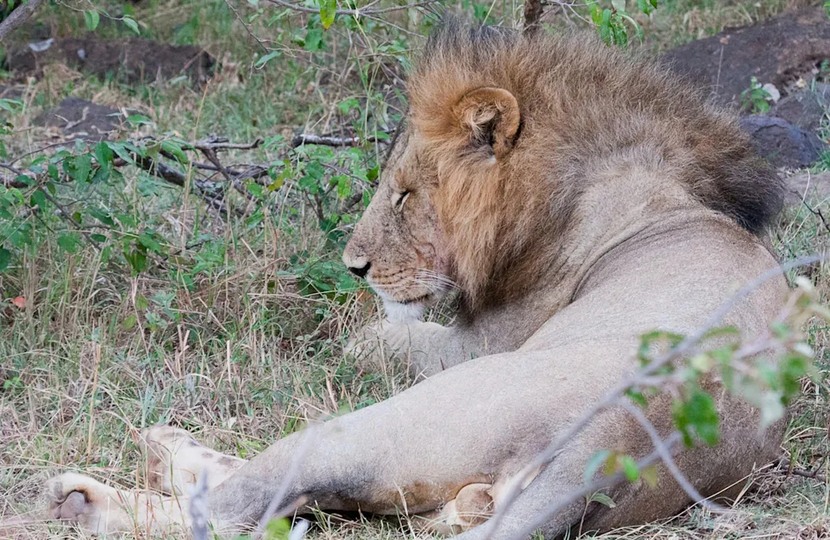 Invasive Arten in Kenia: die großköpfige Ameise und die Folgen für Löwen und Wälder